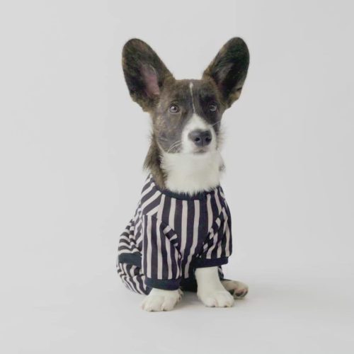 🐶🎀 Striped Dog Pajamas – Cozy & Stylish Matching PJs for Your Pup!