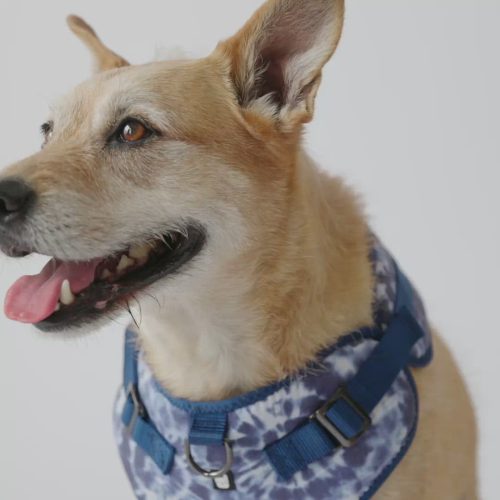 🎨🐶 Blue Tie Dye Poplin Dog Harness – Adjustable, Stylish & Comfortable