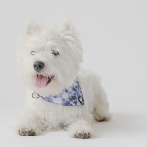 🐾 Poplin Dog Bandana Collar – Blue Tie Dye | Adjustable with Metal Buckle