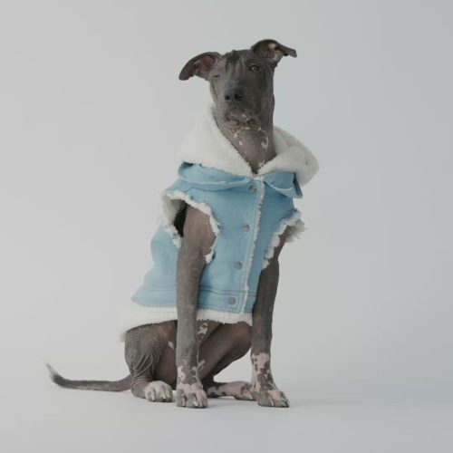 👖 Justin Denim Dog Jacket – Distressed Jean Jacket with Sherpa Lining & Hood