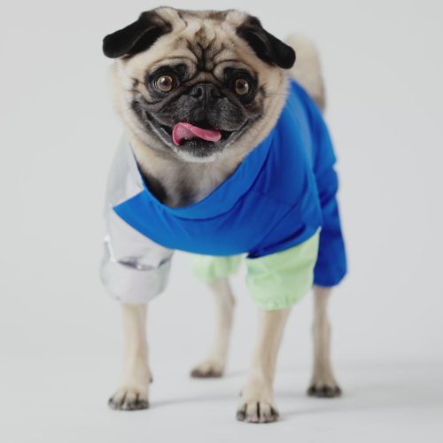 💙 Ricki Dog Tracksuit – Blue Waterproof One-Piece with Harness Access & Zipper Closure