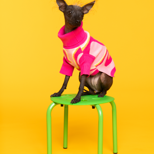 Pink Lemonade Pet Sweater