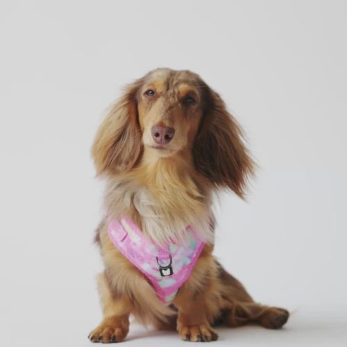 💖🐶 Pink Tie Dye Poplin Dog Harness – Adjustable, Secure & Stylish
