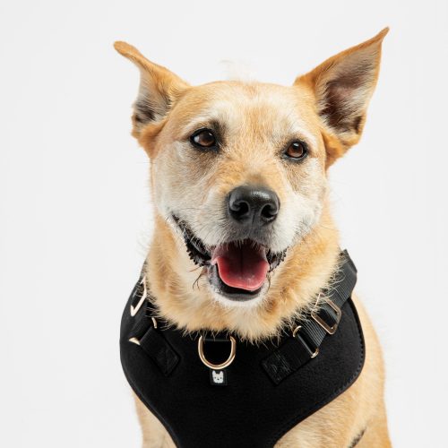🐾 Aquafleece Waterproof Dog Harness – Black | Adjustable, Padded & Durable