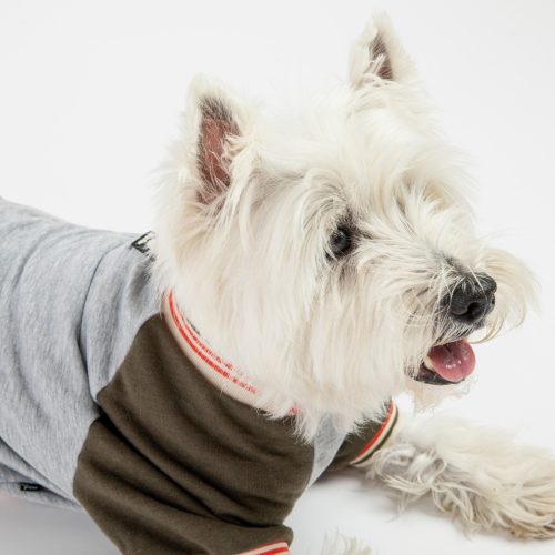 💚 Chase Lightweight Dog Sweatshirt – Green French Terry Pullover with Poop Bag Pocket