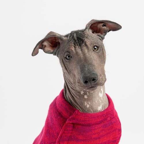 ❤️ Mia Dog Sweater – Cozy Red Knit Pullover with Poop Bag Dispenser