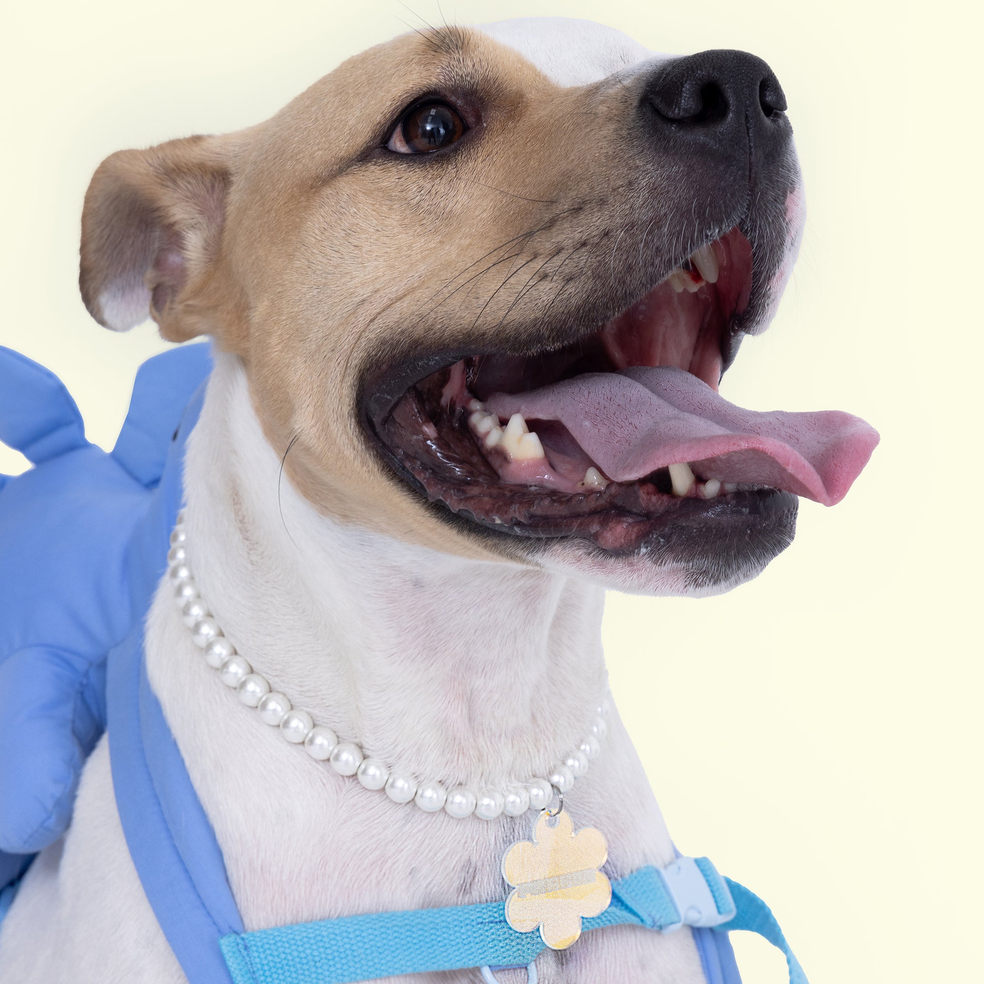 Iridescent 6 Petal Flower Dog ID Tag