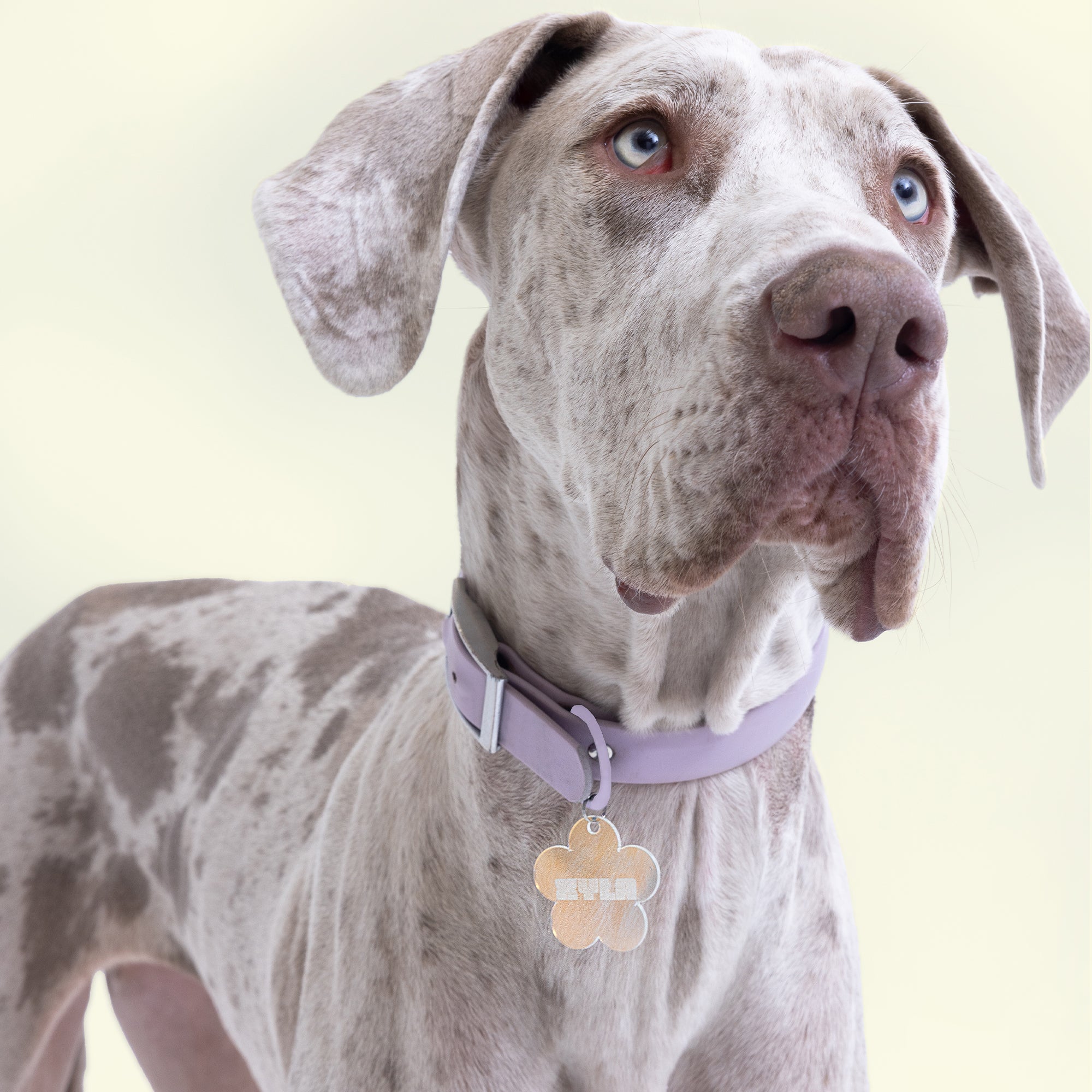 Iridescent Flower Dog ID Tag